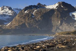 Gold Harbour, South Georgia Island 147_1.jpg